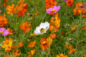 コスモスの蜜を吸うミツバチ