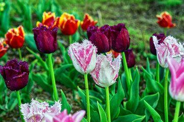 Fototapeta premium multi-colored tulip in the garden