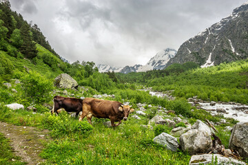 Cows grazing on a alpine meadow in Caucasus mountains near Elbrus, Russia.