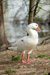 Naklejka na ściany i meble Pato