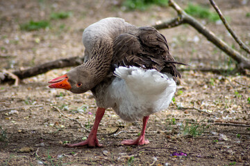 Pato marrón en los jardines del principe de Aranjuez