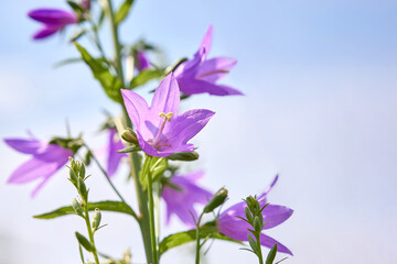 Fototapeta na wymiar delicate purple bells (Campanula patula) in the garden against a blue sky background. Romantic floral background