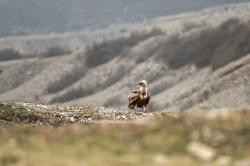 Cinereous vulture (Aegypius monachus) sitting on a ground. Basksan gorge, Russia.