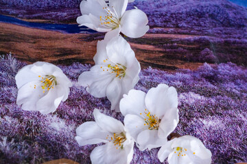 桜の花びら　