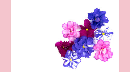 Viola heads isolated on white background. Greeting card with pink and blue violet flowers. Copy space for text