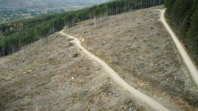 Drone View of Forest Logging Road in Pacific Northwest Clear Cutting