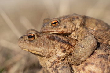Pair of toads (bufo bufo) migrating during mating season to their pond.