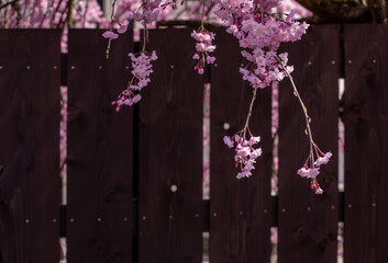 塀に桜咲く