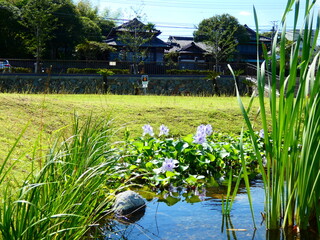 水芭蕉