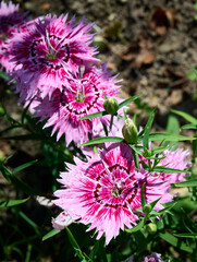 beautiful vibrant Dianthus chinensis (rainbow pink or China pink flowers). Pink and white flowers on a background of green foliage. Close-up