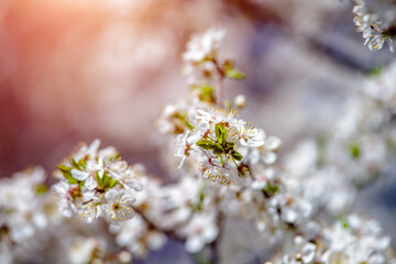 Cherry blossom branch in the garden in spring
