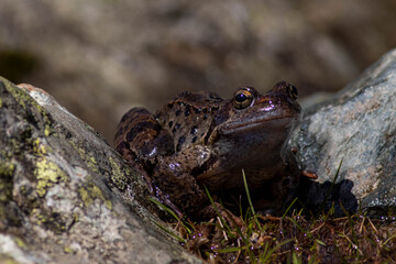mountain frog