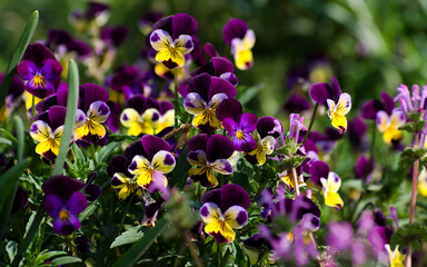 Obraz na płótnie Canvas purple and yellow flowers
