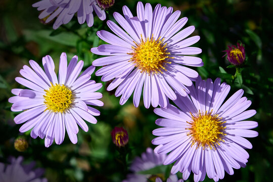 Blue aster flowers on a background of green foliage. purple floral background. selective focus. Close-up.