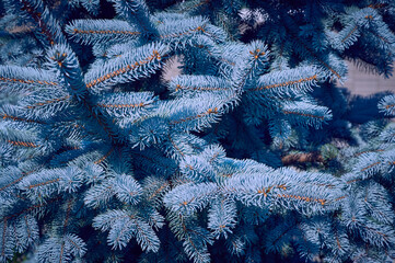 beautiful blue spruce branches  background. Christmas and New Year holidays background