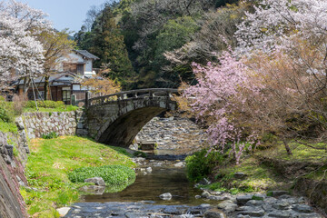 Fototapeta na wymiar 野鳥川に架かる石造秋月の目鏡橋と桜の風景