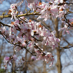 Magnolia de Loebner 'Leonard Messel' ou Magnolia loebneri aux fines branches dénudées garnies de fleurs en étoiles à pétales fins roses lilas