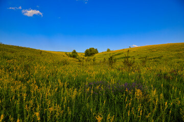 landscape, field grass and blue sky