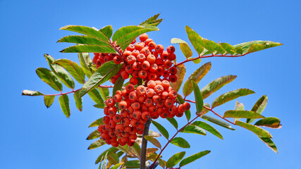 Rowan branch with bright orange berries on a blue sky background  (Mountain Ash Rowan tree or Sorbus Aucuparia). Ornamental plant. Jam and drinks with a bitter taste are made from berries.