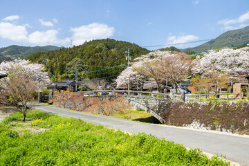 Fototapeta premium 野鳥川に架かる石造秋月の目鏡橋と桜の風景