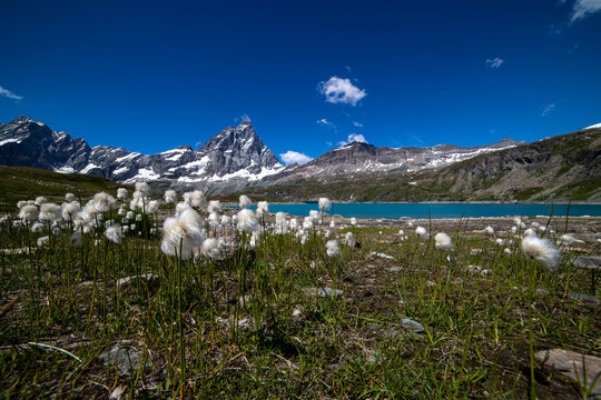 plumes at goillet lake