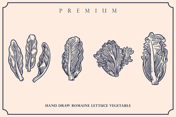 Engraved illustration of romaine lettuce vintage set