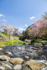 野鳥川に架かる石造秋月の目鏡橋と桜の風景