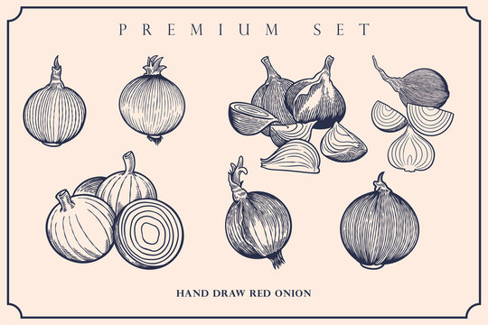 Engraved illustration of red onion vintage set