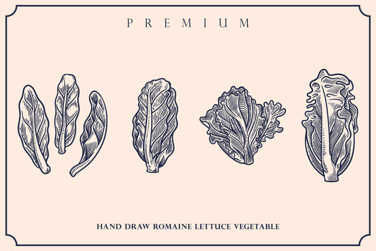 Engraved Illustration Of Romaine Lettuce Vintage Set