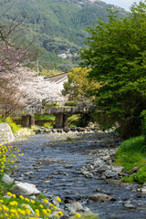 秋月野鳥川の桜と菜の花の風景　福岡県朝倉市