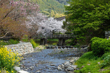 Fototapeta na wymiar 秋月野鳥川の桜と菜の花の風景　福岡県朝倉市