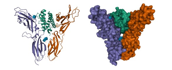 Ternary structure of human interleukin-20 (green) in complex with its receptor (brown and violet), 3D cartoon and Gaussian surface models, white background