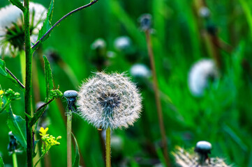 dandelion spring in the field