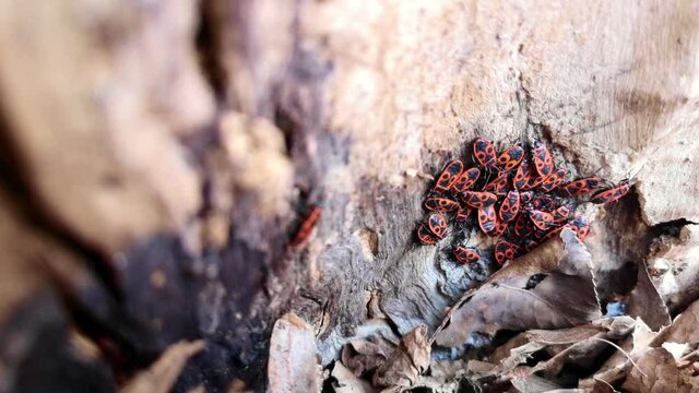 Red bugs in foliage in spring.