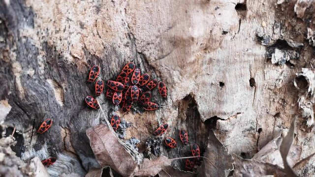 Red bugs in foliage in spring.
