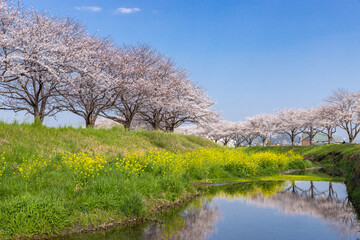 草場川沿いの桜並木と菜の花の風景　福岡県筑前町
