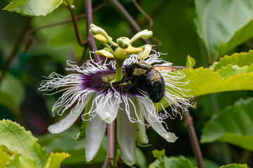 bumble bee on a passiflora flower