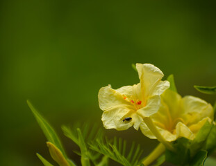 yellow daffodil flower