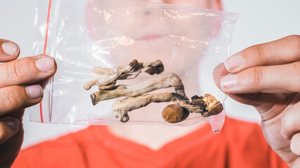 Magic Mushrooms for microdosing being held in man hands. Psilocybin psychedelic therapy.