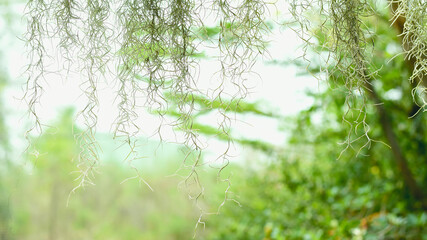 green grass background