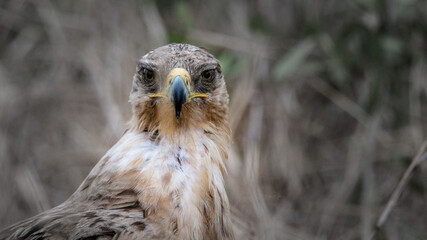 Tawny Eagle