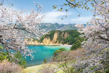 満開の桜と青空広がる西伊豆黄金崎の風景　3月