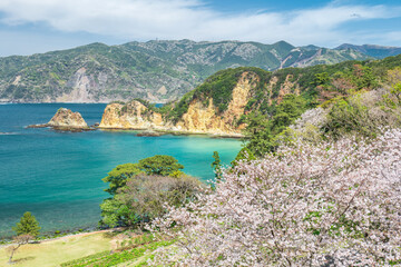 Fototapeta na wymiar 満開の桜と青空広がる西伊豆黄金崎の風景　3月