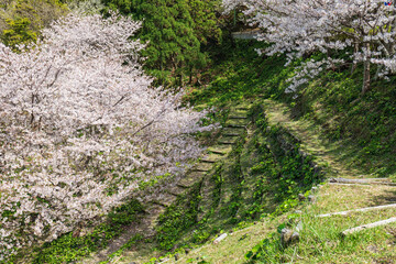 満開の桜と西伊豆黄金崎のキャンプ場につながる道　3月