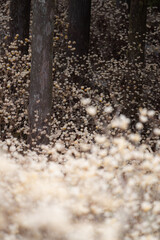 ミツマタの群生地　新城市・作手