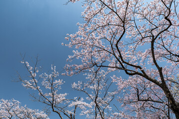春の田貫湖湖畔の風景　4月