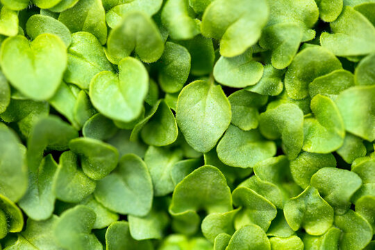 Young fresh oregano plant background, green leaves of origanum vulgare