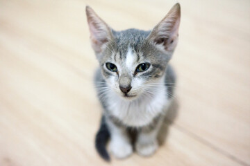 Cute grey little cat against wooden floor