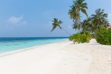 Coconut tree on a white sandy beach and crystal clear water in the Maldives