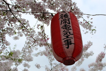 Takasaki Sakura Cherry Blossoms and Lanterns - April 3rd, 2021